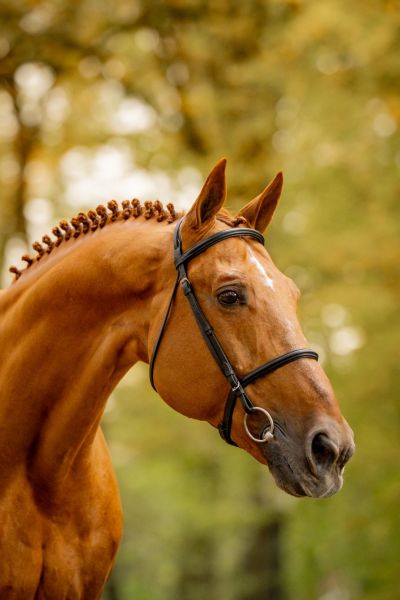 Discover the exclusive stallions of Zangersheide | Studfarm